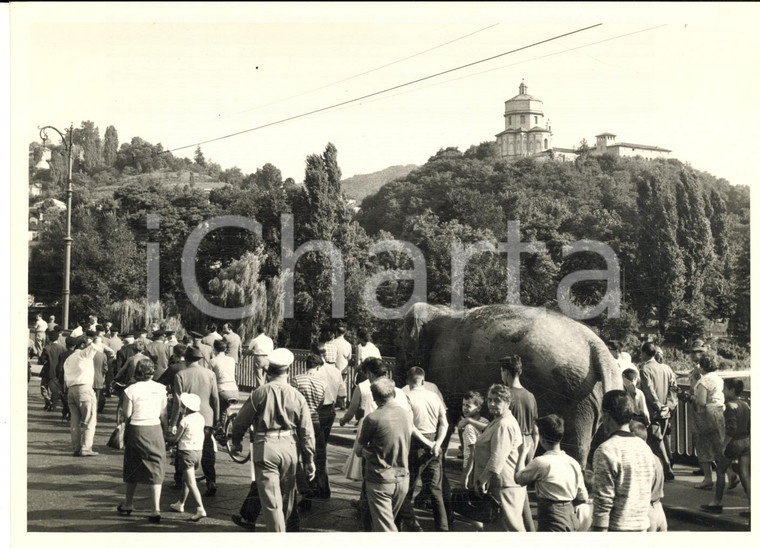 1959 TORINO Parco del Valentino - Elefante JUMBO al rientro dalle Alpi - Foto