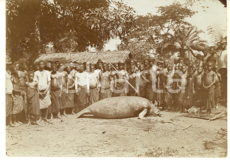 1930 ca CONGO BELGA - CACCIA - Indigeni in un villaggio con una foca morta *Foto