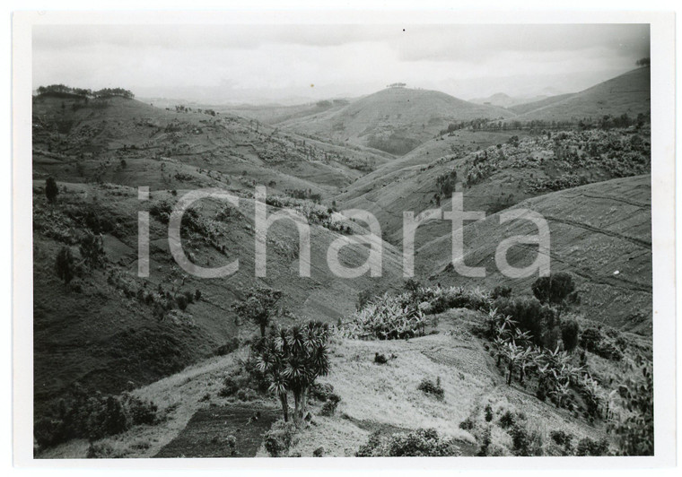 1946 RUANDA - RUHENGERI - Bananeraies sur les collines - Photo LEBIED 18x12 cm