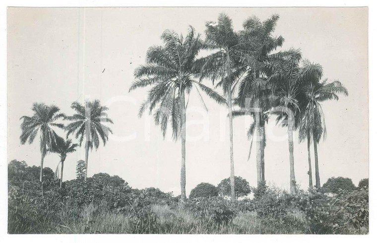 1930 ca C. ZAGOURSKI (?) AFRIQUE - CONGO BELGE - Palmes - Photo 14x9 cm  Fotocartolina postale d'epoca, attibuita al fotografo Casimir Zagourski.CONDIZIONI: GFORMATO: 14x9 cm    originale e autentica 1