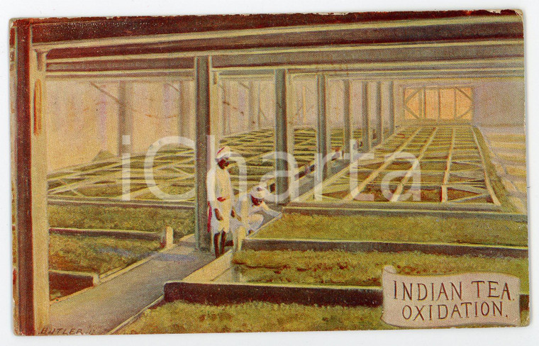 1915 INDIA Indian Tea Oxidation - Arthur COCKLE Tea Specialist - Postcard FP VG