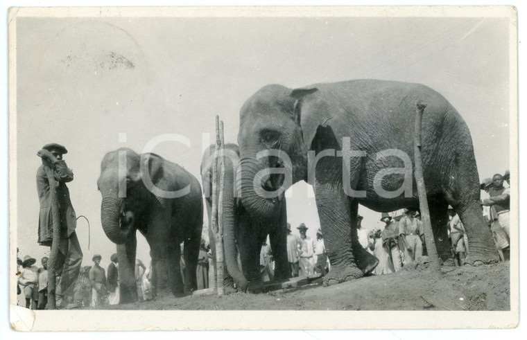 1934 ELISABETHVILLE - CONGO Elephants exhibition - Postcard FP VG
