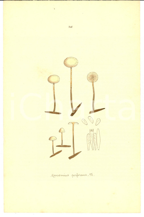 1890 ca Stampa botanica Marasmius perforans ACQUERELLATA