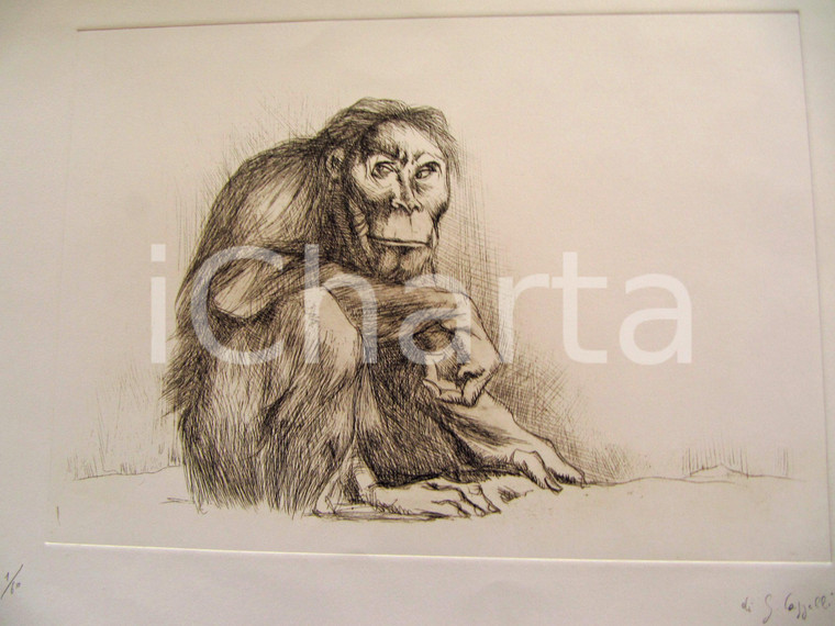 1980 Giovanni CAPPELLI Disegno scimmia *China 1/60