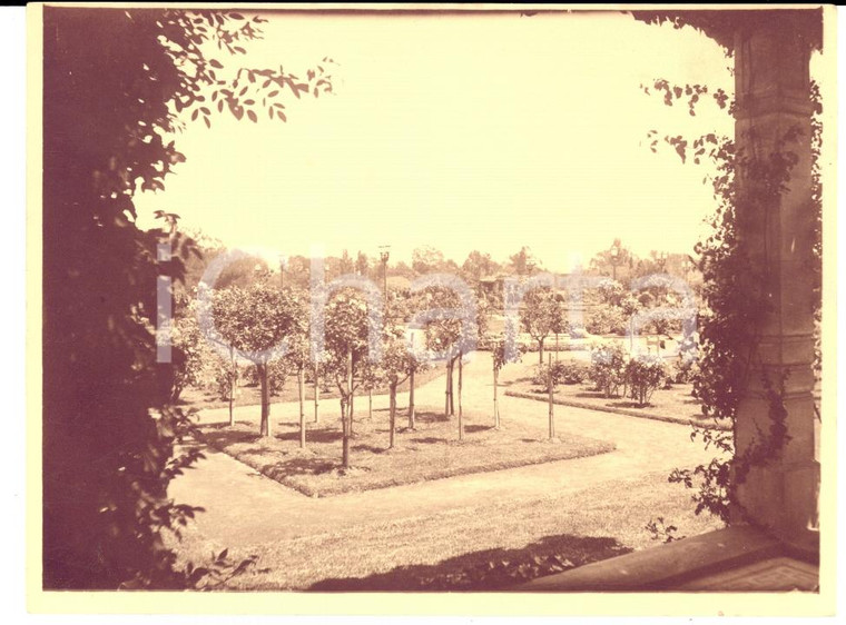 1920 RIO DE JANEIRO (BRAZIL) Vegetazione interna del Giardino Botanico *Foto