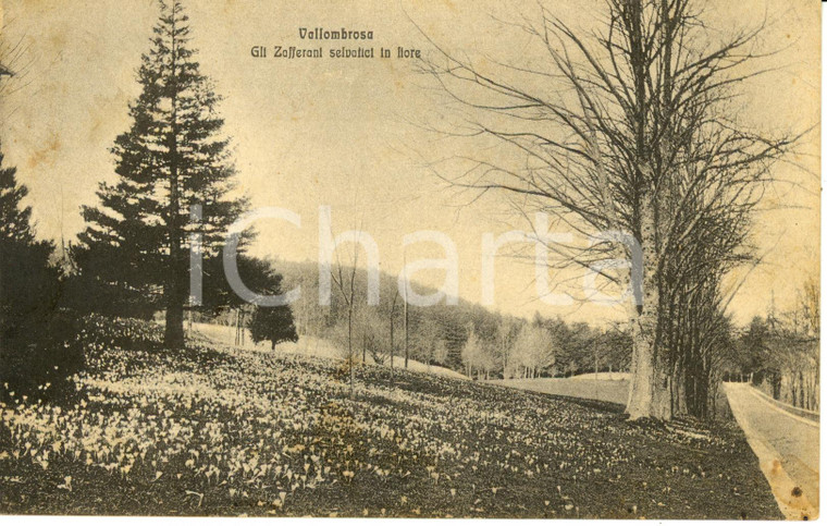 1920 ca REGGELLO (FI) Zafferani in fiore in VALLOMBROSA *Cartolina FP NV