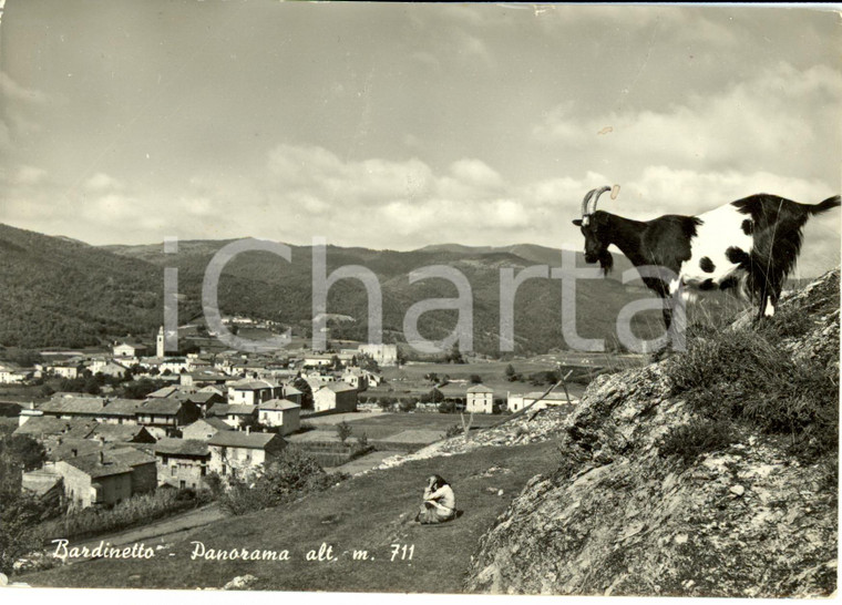 1955 BARDINETO (SV) Capra al pascolo sull'altopiano *Cartolina ANIMATA FG VG