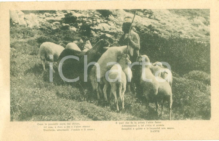 1916 WW1 APPENNINO? Pastore con gregge di pecore *Cartolina FP VG