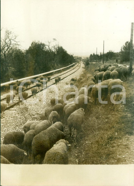 1977 FRANCE Gregge di montoni invade la ferrovia *Fotografia