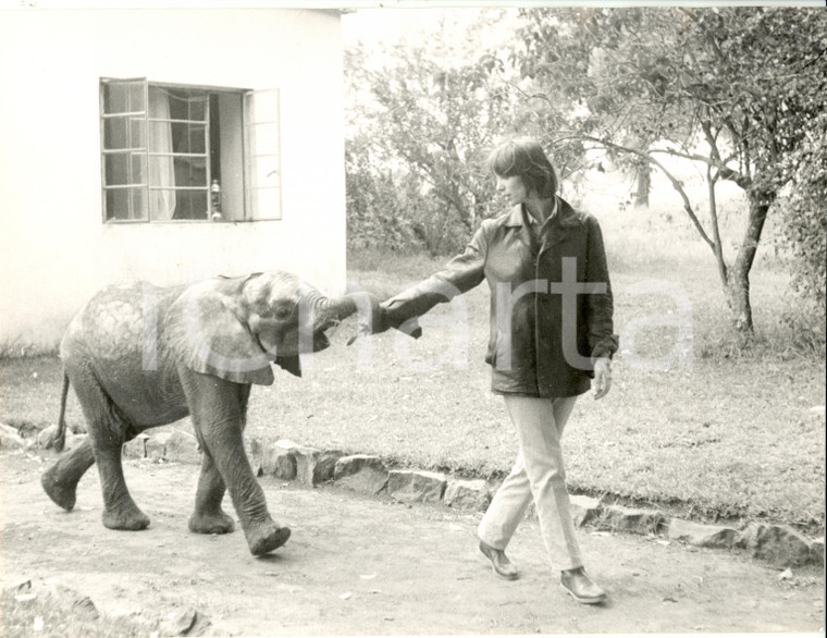 1960 ca ITALIA? Elsa MARTINELLI con un giovane elefante *Fotografia