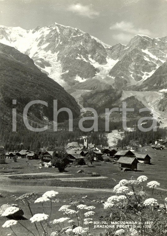 1952 MACUGNAGA (VB) Veduta panoramica della frazione PECETTO *Cartolina FG VG