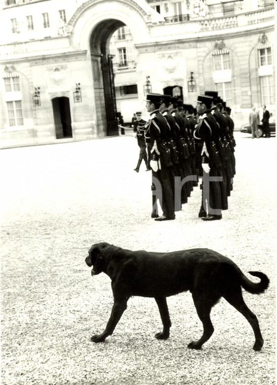 1981 PARIGI F NHIL cane LABRADOR di François MITTERRAND guardia all'ELISEO *Foto