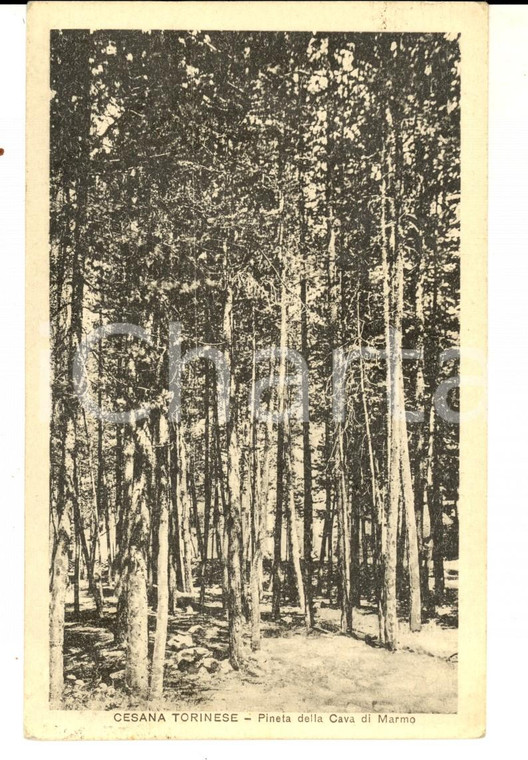 1923 CESANA TORINESE Pineta della Cava di Marmo *Cartolina VINTAGE FP VG