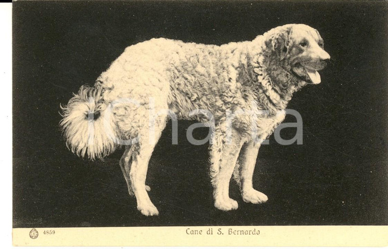 1910 ca ANIMALI Cane di SAN BERNARDO *Cartolina postale VINTAGE FP NV