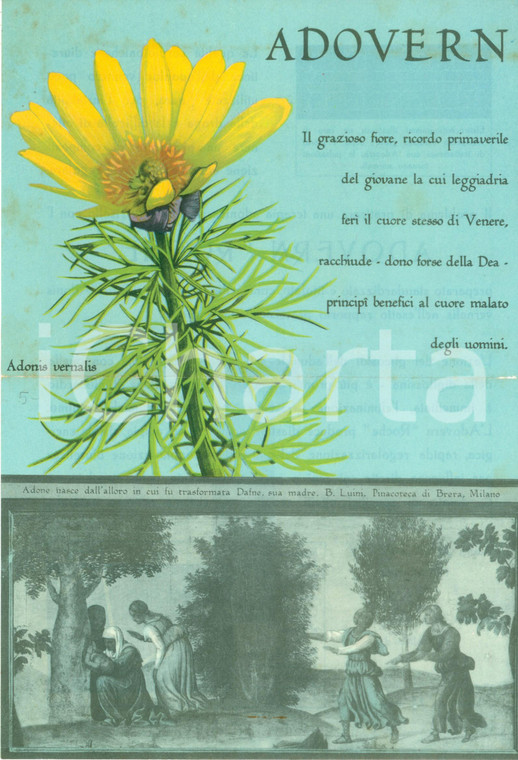 1950 ca ADOVERN ROCHE Il fiore contro la miocardite *Volantino pubblicitario