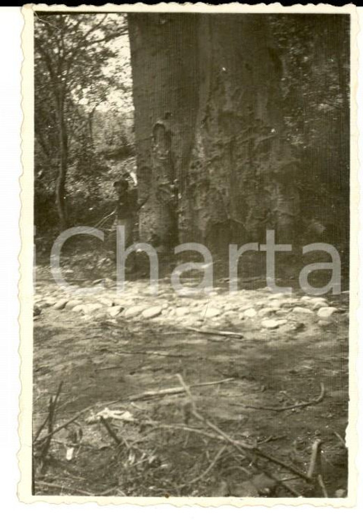 1940 ca AOI TACAZZE' (ETIOPIA) Militare di guardia sotto un baobab *Foto 8x6