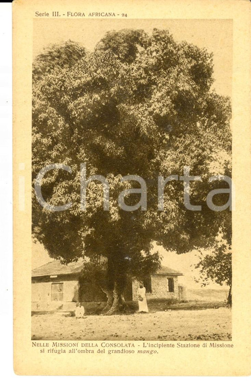 1930 ca MISSIONI DELLA CONSOLATA AFRICA All'ombra del grandioso mango *Cartolina