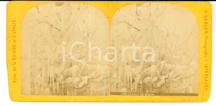 1880 SUISSE Vue d'un arbre de glace *Photo stéréoscopique 18x9 cm A. GABLER
