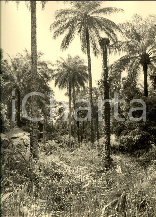 1960 ca SENEGAL Capanne nella foresta equatoriale *Foto ARTISTICA 21x28