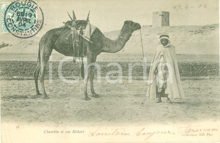 1904 BIJAYA (ALGERIA) Cammello CHAMBBA e il suo Mehari *Cartolina ANIMATA FP VG