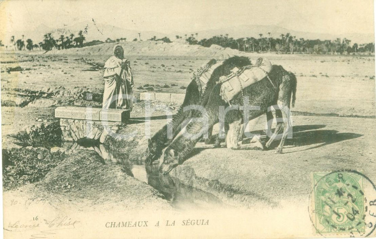 1904 SEGUIA (TUNISIA) Cammelli si abbeverano a un ruscello *Cartolina FP VG