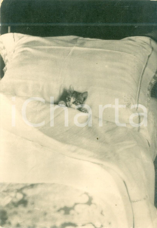1955 FIRENZE Un gattino dorme nel letto *Cartolina FG VG