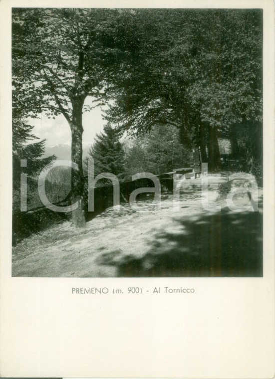 1955 ca PREMENO (VB) Panorama strada per il TORNICCO *Cartolina FG NV