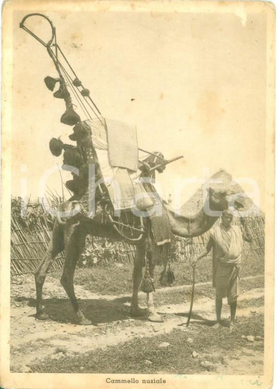 1936 ERITREA Costumi Cammello nuziale in un villaggio *Cartolina FG NV