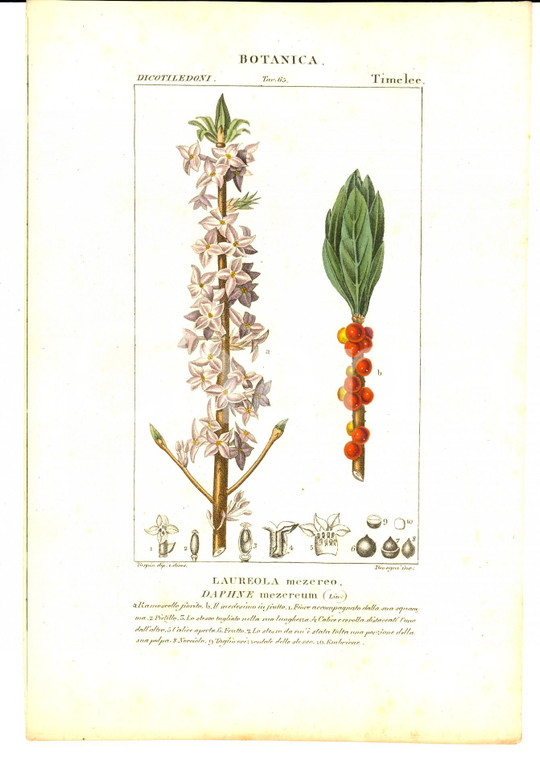 1830 ca BOTANICA Dicotiledoni - Laureola mezereo *Inc. DEVEGNI Colorata a mano