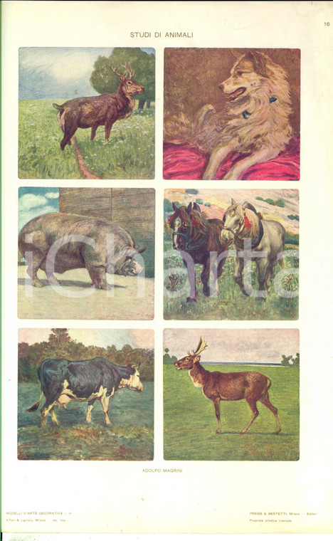 1910 ca ARTE DECORATIVA Adolfo MAGRINI Studi di animali *Tavola 25x35 