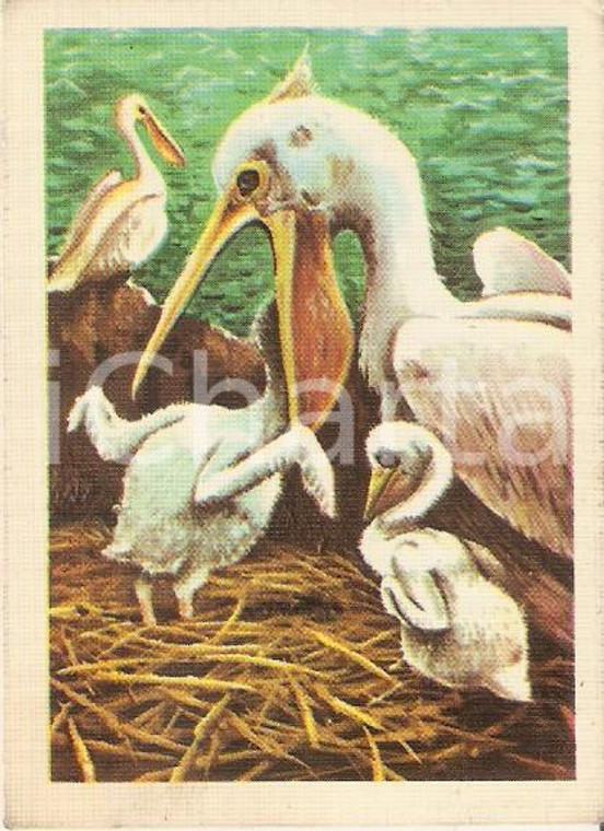 1970 ca ANIMALI DEL MONDO Figurina n. 204 - PELLICANO *Ed. ALBUM DELL'ARTE