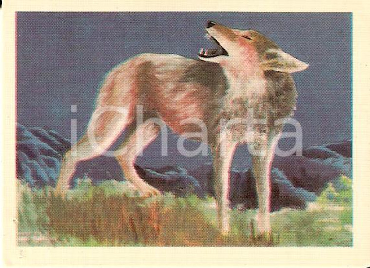 1970 ca ANIMALI DEL MONDO Figurina n. 113 - COYOTE *Ed. ALBUM DELL'ARTE