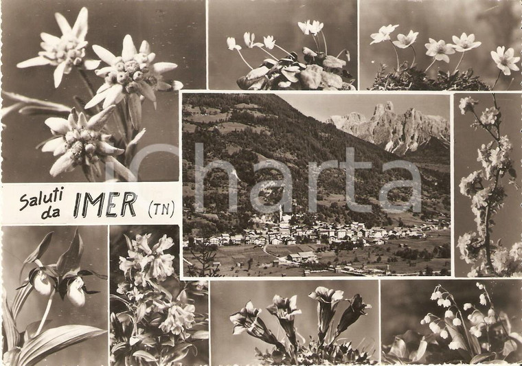 1962 IMER (TN) Panorama del paese e vedutine fiori alpini *Cartolina FG VG