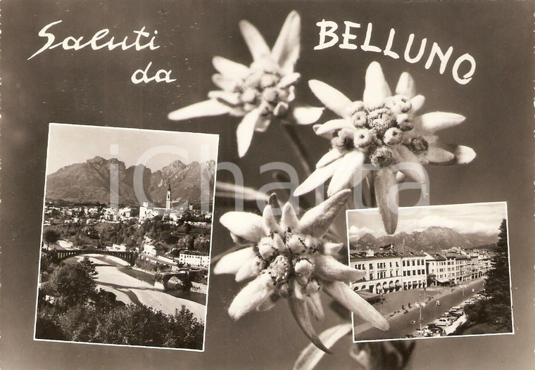 1961 BELLUNO Vedutine della città con stelle alpine *Cartolina FG VG