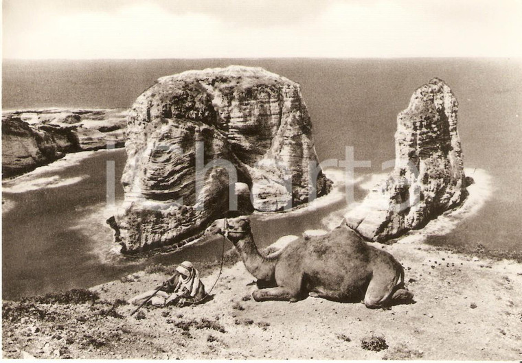 1960 ca BEIRUT (LIBANO) Beduino con dromedario alle GROTTE AUX PIGEONS Cartolina