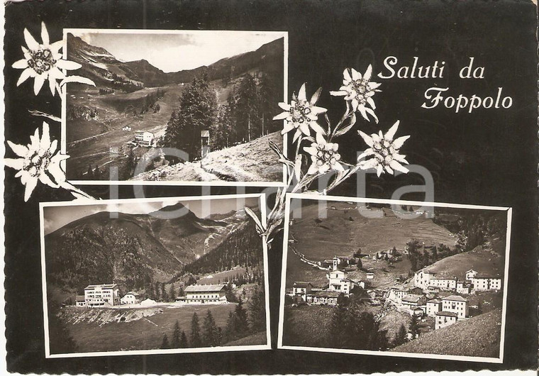 1953 FOPPOLO (BG) Vedutine del paese con stelle alpine *Cartolina FG VG