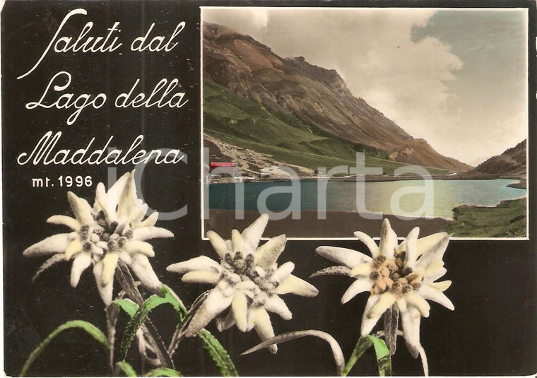 1955 LAGO DELLA MADDALENA (CN) Panorama con stelle alpine *Cartolina FG VG