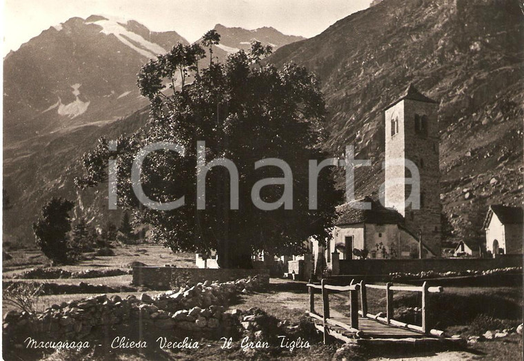 1952 MACUGNAGA (NO) Il gran tiglio davanti alla chiesa vecchia *Cartolina FG VG