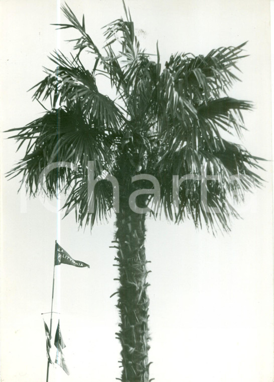 1940 ca AVIAZIONE Vessillo dell'ALA LITTORIA e palma *Fotografia
