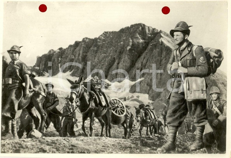 1940 WW2 ALPINI in marcia con i muli da trasporto - Foto per cartolina MARZARI