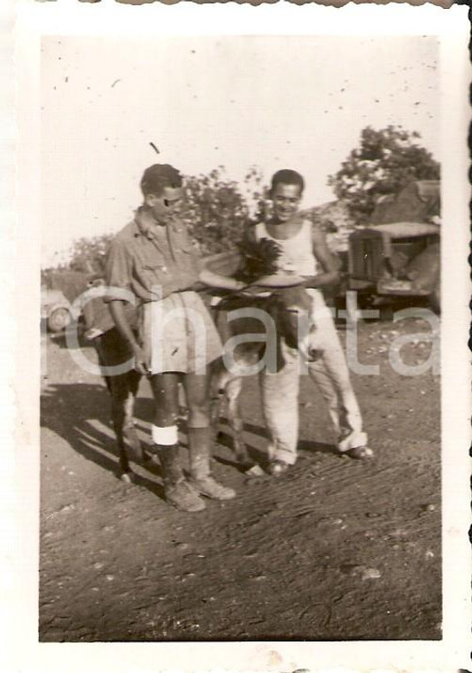 1940 LIBIA ca 7° Reggimento Bersaglieri - Asino con cappello da bersagliere Foto