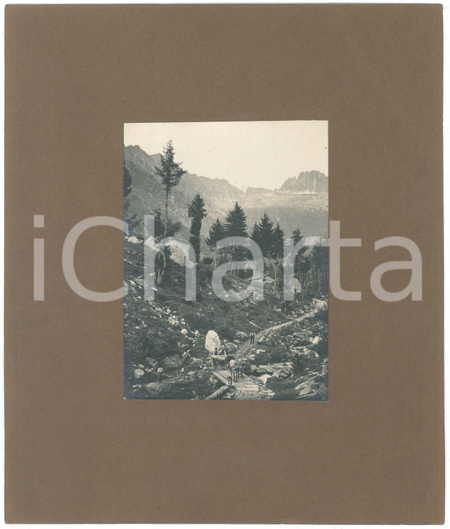 1920 ca MONTE CERVINO Contadini e mucche verso il pascolo - Foto 11x16 cm