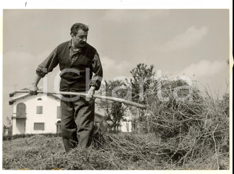 1954 RONCOLE DI BUSSETO Giovannino GUARESCHI rimuove il fieno nella sua tenuta
