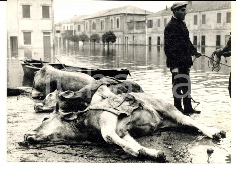 1966 ALLUVIONE DI PORTO TOLLE (RO) Bestiame ucciso dalle acque *Foto 18x13 cm