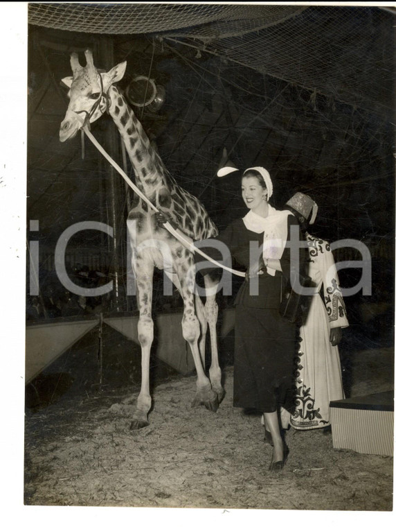 1954 LONDON CHIPPERFIELD'S CIRCUS Mannequin Pauline JOHNSON and a giraffe *Photo