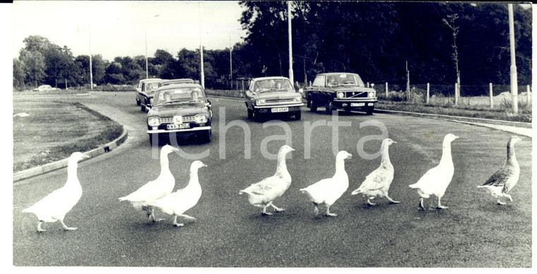 1973 ENGLAND Gruppo di oche attraversa la strada *Foto CURIOSA 18x9 cm