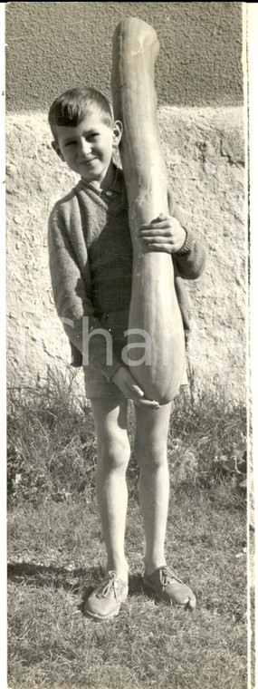 1959 FORCALQUIER Ritrovamento di una zucca eccezionale da 1,10 m *Foto 8x21