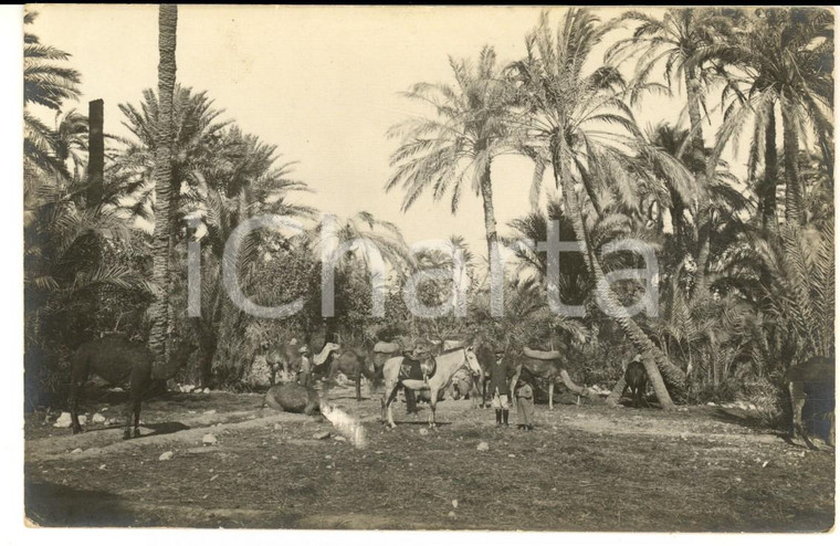 1915 ca LIBIA Coloni italiani in un'oasi tra gli animali da soma *Foto cartolina