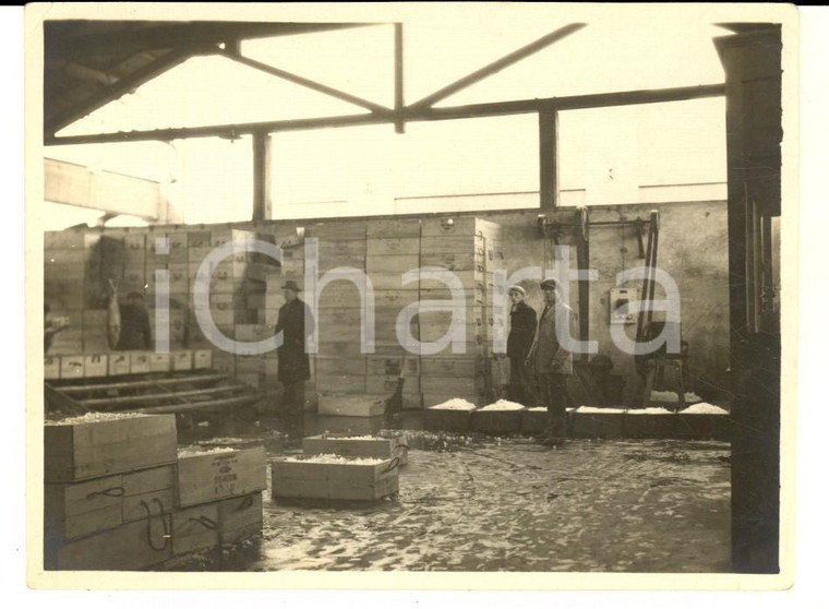 1915 ca WW1 ITALIA Un deposito di pesce alluvionato - Foto ANIMATA RARA 12x8 cm