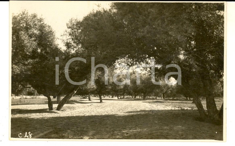 1925 ca ZLITEN (LIBIA) Una veduta dell'oasi - Foto cartolina VINTAGE